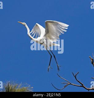 Großer und spektakulärer australischer Federreiher / intermedialer Reiher Ardea Im Flug mit ausgestreckten Flügeln am blauen Himmel in Queensland Stockfoto