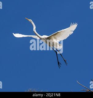 Großer und spektakulärer australischer Federreiher / intermedialer Reiher Ardea Im Flug mit ausgestreckten Flügeln am blauen Himmel in Queensland Stockfoto