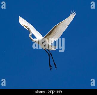 Großer und spektakulärer australischer Federreiher / intermedialer Reiher Ardea Im Flug mit ausgestreckten Flügeln am blauen Himmel in Queensland Stockfoto