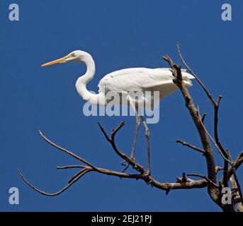 Großer und spektakulärer australischer Weißkießer / intermediärer Reiher Ardea Intermedia thront im Baum vor blauem Himmel in Queensland Stockfoto