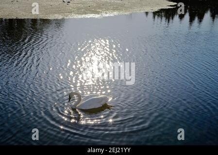 Schwan schwimmt im Winter bei Sonnenuntergang unter dem warmen Sonnenlicht Stockfoto