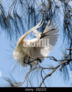 Royal Löffler, Platalea regia, mit Hochzeitsfedern, im Flug neben Laub eines Baumes in einem städtischen Park in Queensland Australien Stockfoto