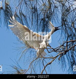 Royal Löffler, Platalea regia, mit Hochzeitsfedern, im Flug neben Laub eines Baumes in einem städtischen Park in Queensland Australien Stockfoto