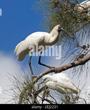 Royal Löffler, Platalea regia, mit Hochzeitsfedern, in einem Baum in einem Stadtpark in Queensland Australien thront Stockfoto