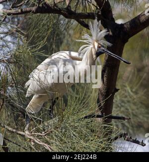 Royal Löffler, Platalea regia, mit Hochzeitsfedern, in einem Baum in einem Stadtpark in Queensland Australien thront Stockfoto