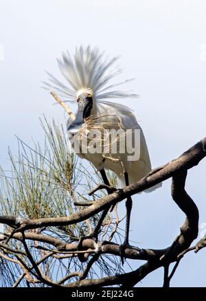 Royal Löffelchen, Platalea regia, mit Hochzeitsfedern und Nistmaterial in seinem Bill, in städtischen Park in Queensland Australien Stockfoto