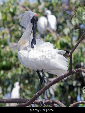 Royal Spoonbill, Platalea regia mit Hochzeitsfedern, in einem Baum thront und seine Federn mit seinem großen Schnabel, in einem Stadtpark in Australien Stockfoto