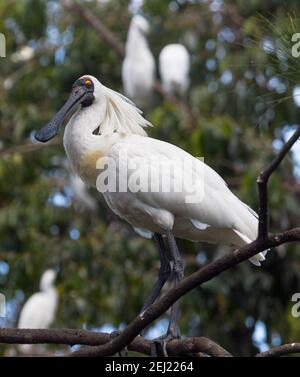 Royal Spoonbill, Platalea regia mit Hochzeitsfedern, thront in einem Baum i in einem Stadtpark in Queensland Australien Stockfoto