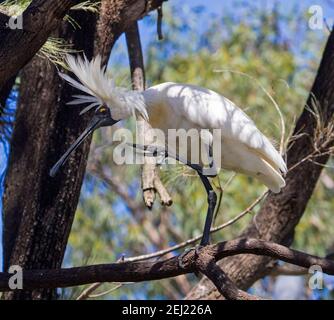 Royal Spoonbill, Platalea regia mit Hochzeitsfedern, thront in einem Baum und kratzt seinen Kopf mit einem seiner großen Zehen, in städtischen Park in Australien Stockfoto