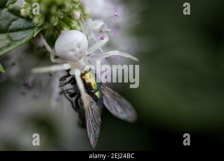 Weiße Krabbenspinne mit grüner Fliege Stockfoto