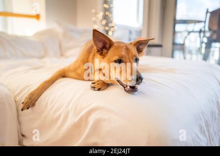 tan Hund, der sieht super glücklich liegend auf einem weißen Tisch Stockfoto