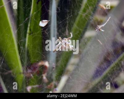 Das Spinnennetz, das innerhalb einer grünen Pflanze mit existiert Einige Blätter und Dinge im Netz gefangen Stockfoto