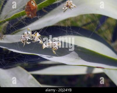 Das Spinnennetz, das innerhalb einer grünen Pflanze mit existiert Einige Blätter und Dinge im Netz gefangen Stockfoto