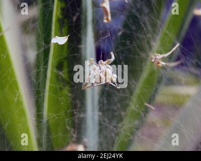 Das Spinnennetz, das innerhalb einer grünen Pflanze mit existiert Einige Blätter und Dinge im Netz gefangen Stockfoto