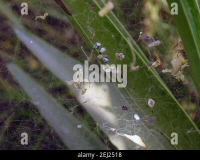 Das Spinnennetz, das innerhalb einer grünen Pflanze mit existiert Einige Blätter und Dinge im Netz gefangen Stockfoto