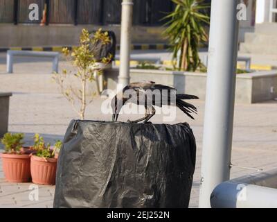 Ein Porträt einer Krähe im Freien, EINER Kapuzenkrähe Corvus cornix, einem Kapuzenpullover, einem schwarzen Vogel, einer stehenden Krähe in Ägypten Stockfoto