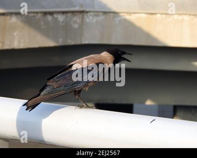 Ein Porträt einer Krähe im Freien, EINER Kapuzenkrähe Corvus cornix, einem Kapuzenpullover, einem schwarzen Vogel, einer stehenden Krähe in Ägypten Stockfoto