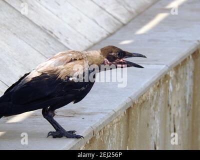 Ein Porträt einer Krähe im Freien, EINER Kapuzenkrähe Corvus cornix, einem Kapuzenpullover, einem schwarzen Vogel, einer stehenden Krähe in Ägypten Stockfoto