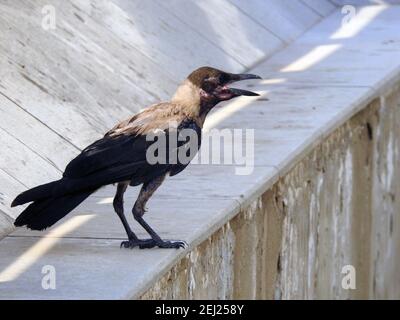 Ein Porträt einer Krähe im Freien, EINER Kapuzenkrähe Corvus cornix, einem Kapuzenpullover, einem schwarzen Vogel, einer stehenden Krähe in Ägypten Stockfoto