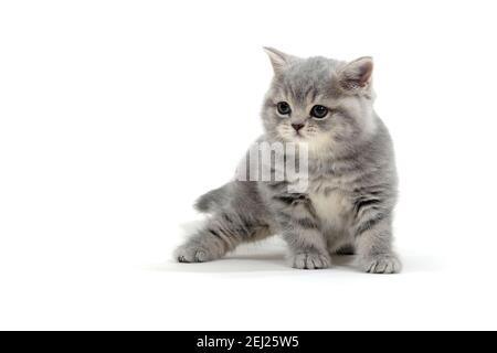 Ein gestreiftes reinrassiges Kätzchen sitzt auf weißem Hintergrund Stockfoto