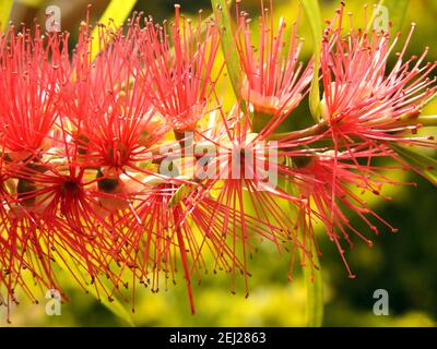 Bottle Pflanze Blumen, rote Flasche Pinsel Blume Nahaufnahme Stockfoto