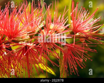 Bottle Pflanze Blumen, rote Flasche Pinsel Blume Nahaufnahme Stockfoto