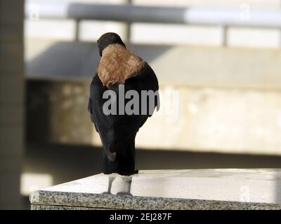 Ein Porträt einer Krähe im Freien, EINER Kapuzenkrähe Corvus cornix, einem Kapuzenpullover, einem schwarzen Vogel, einer stehenden Krähe in Ägypten Stockfoto