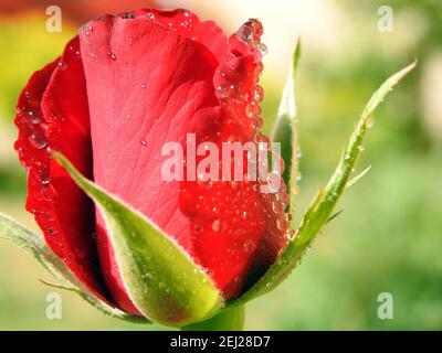 Eine Nahaufnahme einer wachsenden roten Rosenblüte mit Wassertropfen und Tröpfchen auf den Rosenblättern, Regentropfen auf roter Rose, Tautropfen Stockfoto