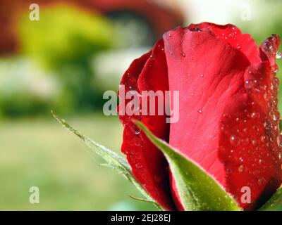 Eine Nahaufnahme einer wachsenden roten Rosenblüte mit Wassertropfen und Tröpfchen auf den Rosenblättern, Regentropfen auf roter Rose, Tautropfen Stockfoto