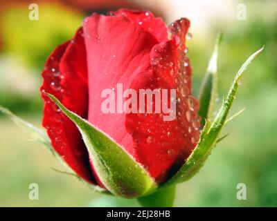 Eine Nahaufnahme einer wachsenden roten Rosenblüte mit Wassertropfen und Tröpfchen auf den Rosenblättern, Regentropfen auf roter Rose, Tautropfen Stockfoto