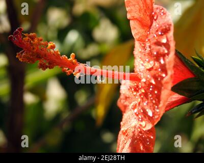 Eine Nahaufnahme einer roten Hibiskusblüte mit Wassertropfen, einer roten Blume mit Tau-Tropfen darauf, einem roten Hibiskus mit Regentropfen Stockfoto