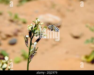 Eine kleine fliegende Biene um eine Rucola Blume, die den Nektar einer Blume verzehrt Stockfoto