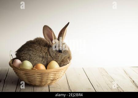 Niedliche Osterhase in einem Korb mit bunten Eiern auf weißem Hintergrund eingebettet. Frühling Tapete mit Kopierraum. Stockfoto