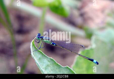 Eine Nahaufnahme für ein Damselfly-Insekt, EINE Nahaufnahme für ein Damselfly-Insekt, eine Makrofotografie einer Zygoptera Stockfoto