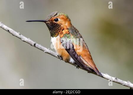 Allen's Hummingbird Erwachsener, männlich Stockfoto