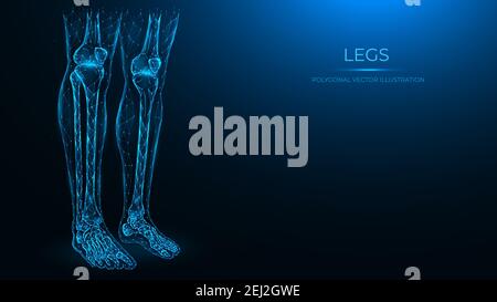 Polygonale anatomische Vektordarstellung von menschlichen Beinen. Femur, Patella, Tibia, Fibula und Fußknochen. Low-Poly-Modell der menschlichen Beine. Das Konzept eines Stock Vektor