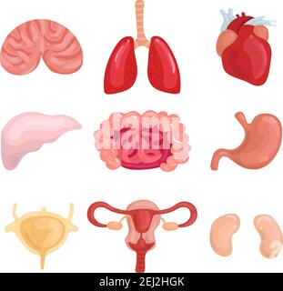 Menschliche innere Organe mit Lunge Gehirn Leber Gebärmutter Darm eingestellt Stomack Herz Niere isoliert Vektor-Illustration Stock Vektor