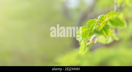 Frühlingsbanner grün Blätter im selektiven Fokus auf einem verschwommenen Hintergrund. Langes horizontales Layout für sommerliches Design. Atmosphärischer natürlicher Hintergrund, der CO Stockfoto