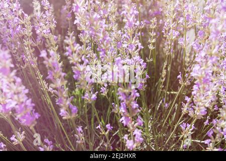 Abstrakter Hintergrund von Lavendelblüten. Die warmen Sonnenstrahlen erleuchten die zarten Blüten. Das Konzept von Sommer, Gefühlen und Düften. Kräuter Stockfoto