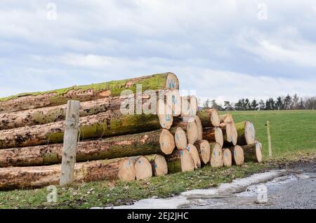 Gefällte Bäume auf einem Holzhof oder Holzfällplatz, Baumstämme Stapel von Holzstämmen im Wald, Entwaldung in Rheinland-Pfalz, Deutschland, Europa Stockfoto