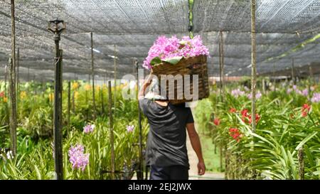 BANGKOK, THAILAND - 13. JULI 2019: Gärtner trägt einen Korb. Farbenfrohe tropische Orchideenblüte im Bauerngarten, zarte Blütenblätter zwischen sonnigem, üppigem fol Stockfoto