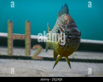 Wasserstoff h2 Buchstaben in der Nähe eines Fisches im Wasser Stockfoto