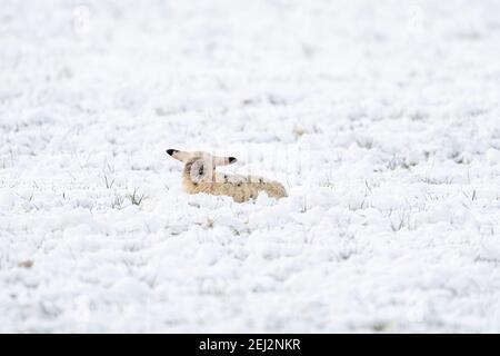 Ein neu geborenes weißes Lamm liegt auf der Wiese, bedeckt mit Schnee. Von hinten gesehen. Winter auf dem Bauernhof Stockfoto