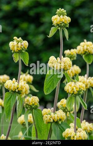 Phlomis russeliana - türkischer Salbei, Jerusalem Salbei. Synonyme; Phlomis samia, Phlomis viscosa. Whorlen röhrenförmiger, blassgelber Kapuzenblüten Stockfoto