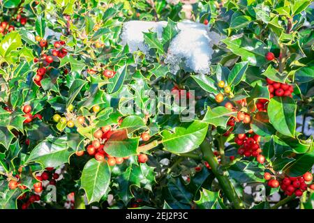 Holly (Ilex aquifolium) mit roten Beeren, teilweise mit etwas Schnee bedeckt Stockfoto