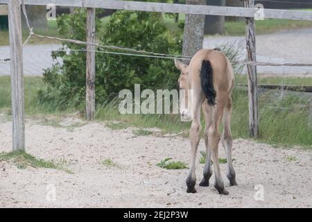 Junges, gelbes Fohlen mit schwarzer Mähne und Schwanz, neugierig in einem Fahrerlager im Sand stehend. Buckskin oder Dunhorse colt Stockfoto