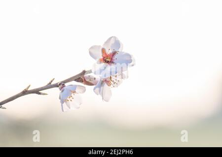 Mandelzweig mit rosa Blüten und leuchtend gelben Anthern mit dem Hintergrund aus dem Fokus. Stockfoto