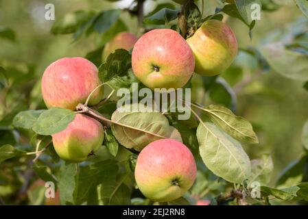 Melba ist eine kanadische Sorte von domestiziertem Apfel. Malus domestica 'Melba' Frucht wächst auf Baum Stockfoto