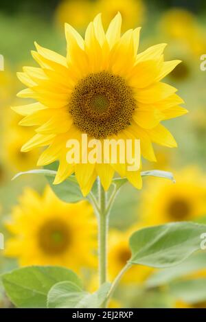 Helianthus annuus. Gewöhnliche Sonnenblume. Nahaufnahme von Blumen mit Hintergrundbeleuchtung Stockfoto