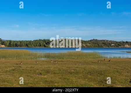 Landschaft am Alumine See, Villa Pehuenia, Argentinien Stockfoto